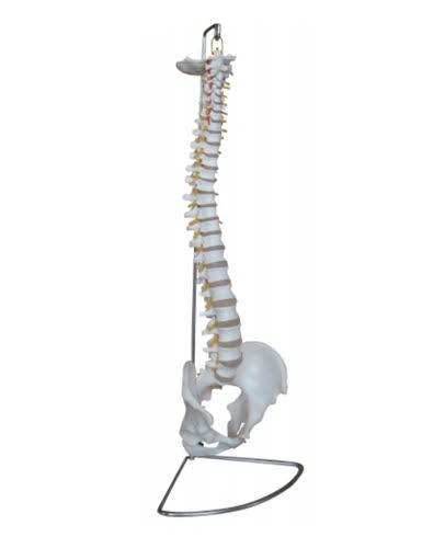 Human Lumbar Anatomy Models